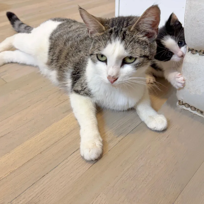 A young medium-sized female Brown / Chocolate Domestic Short Hair cat named Clover for adoption in Moriches, NY