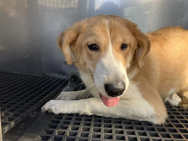 A young medium-sized female Mixed Breed dog named Aj for adoption in Dallas, TX