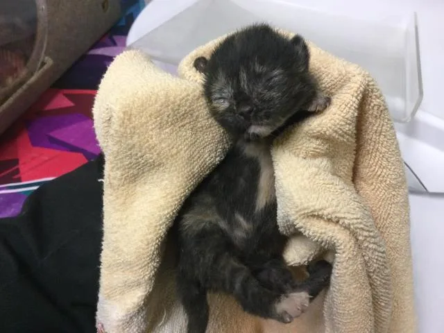 A baby small-sized female Domestic Short Hair cat named Cornbread for adoption in Riverside, CA