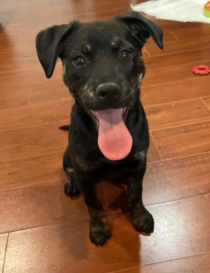 An adult medium-sized female Mixed Breed dog named Fisher for adoption in Madison, NJ