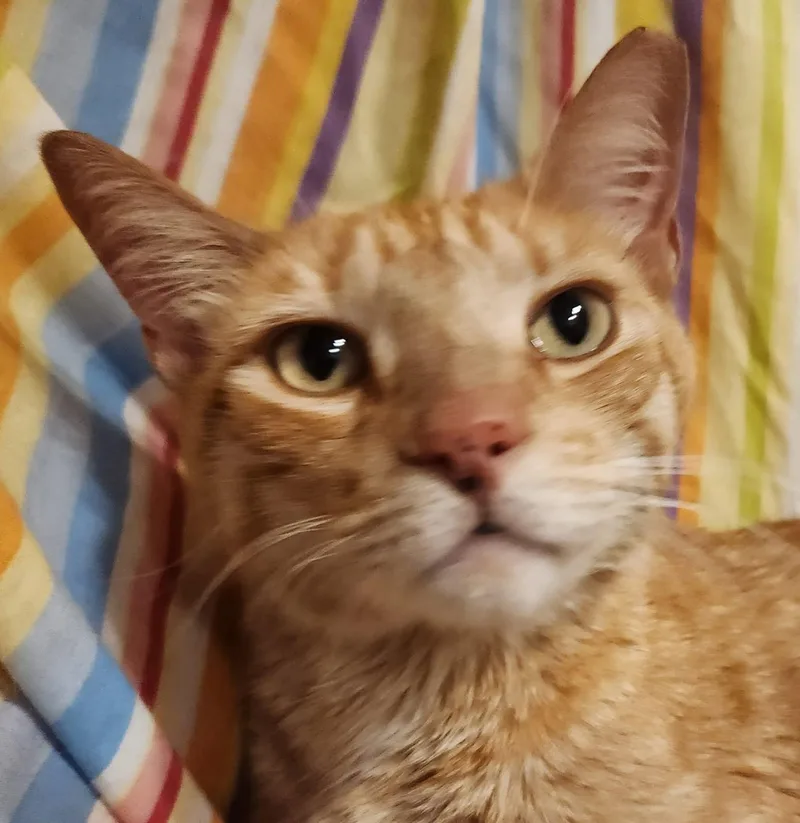 An adult medium-sized male Tabby cat named Bruce for adoption in Lansdowne, PA