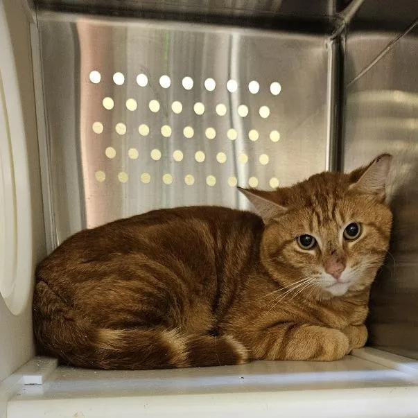 An adult small-sized male Orange / Red Domestic Short Hair cat named Gringo for adoption in Port Townsend, WA