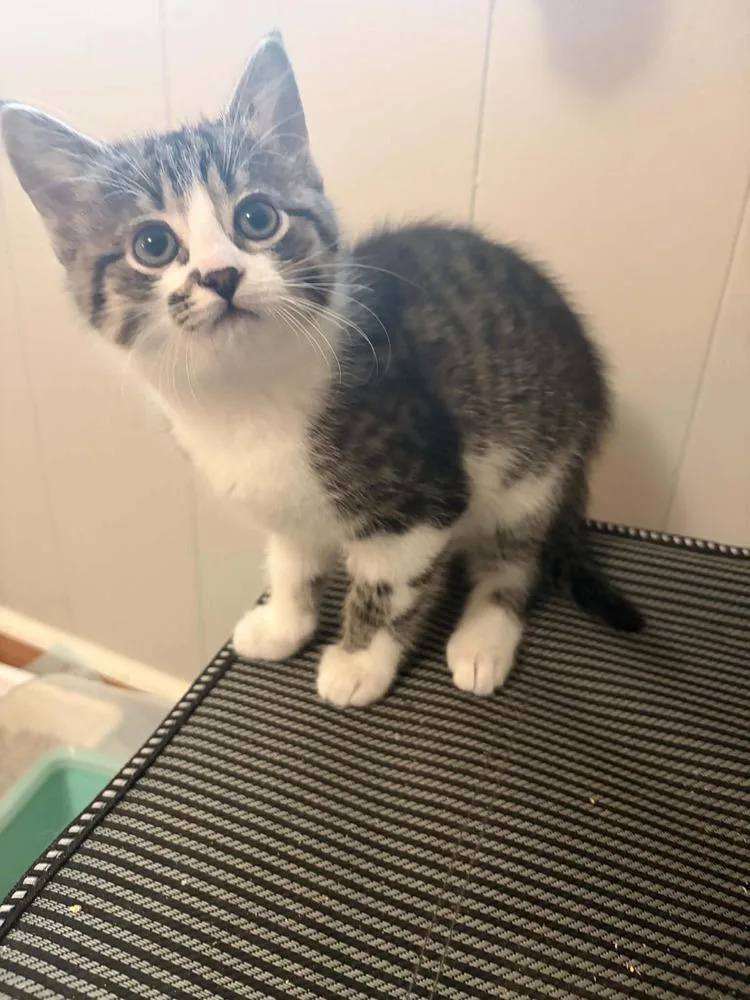 A baby small-sized female Gray & White Domestic Short Hair cat named Spider Gwen for adoption in Salisbury, NC