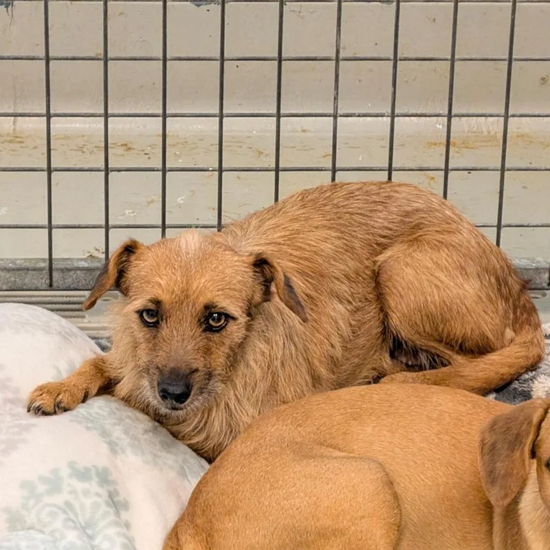 An adult small-sized female Border Terrier dog named Sienna for adoption in Chico, CA