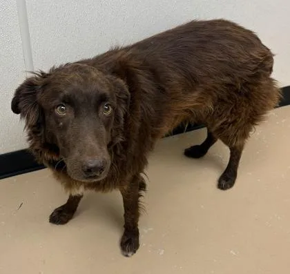 An adult large-sized male Australian Shepherd dog named Henry for adoption in Phoenix, AZ