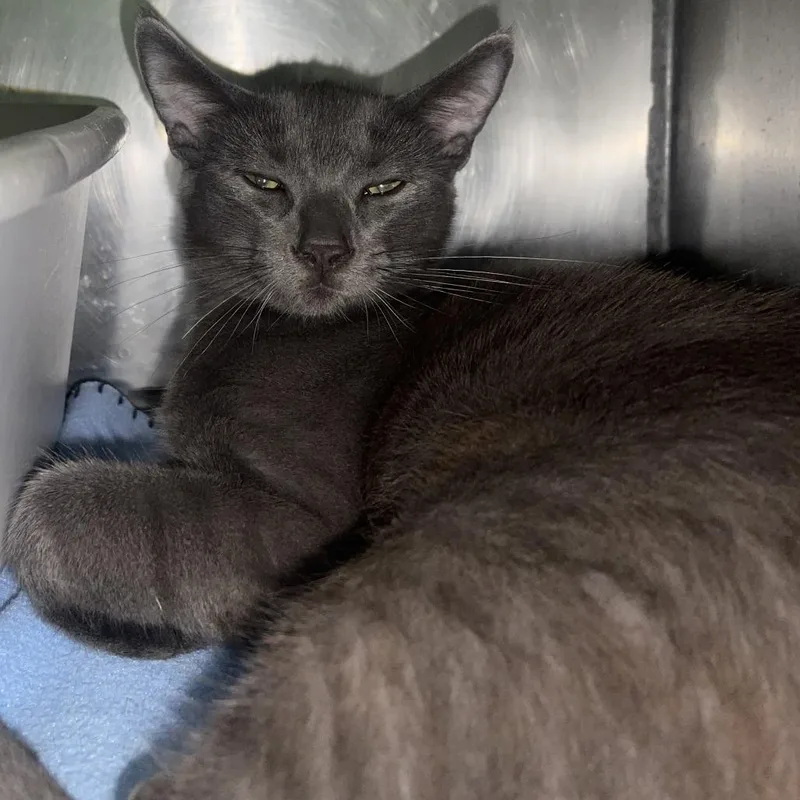 A young medium-sized male Domestic Short Hair cat named Steel for adoption in Valley, AL
