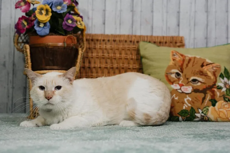 An adult extra large-sized male Siamese cat named Dobby for adoption in Roanoke, TX