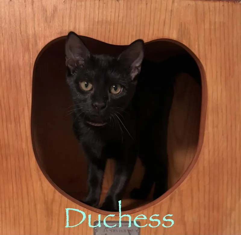 A young medium-sized female Black Domestic Short Hair cat named Duchess for adoption in Longwood, FL