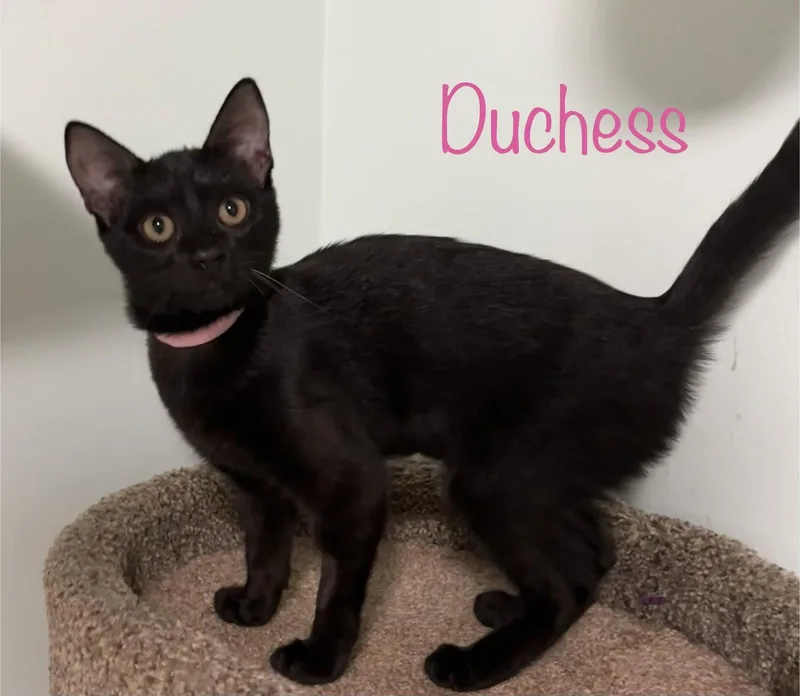 Duchess thumbnail 2