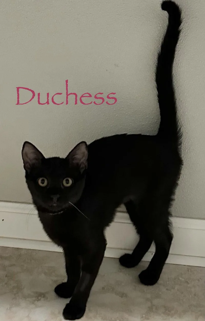 Duchess thumbnail 3
