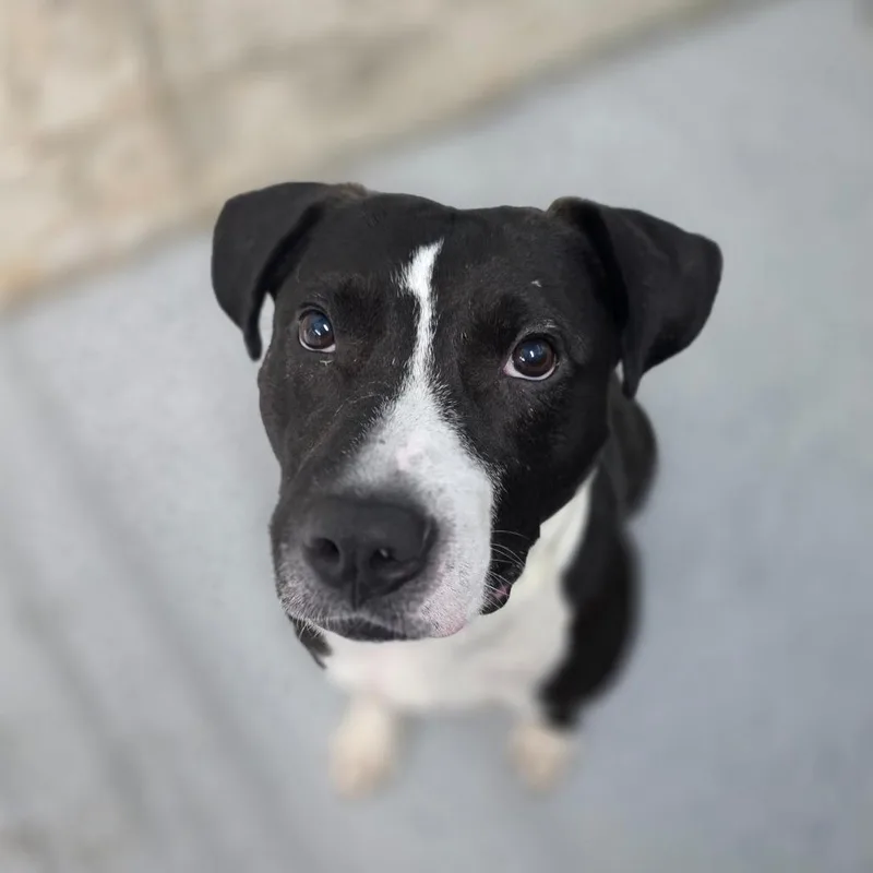 An adult medium-sized male Black Pit Bull Terrier dog named Rolan for adoption in Huntsville, AL