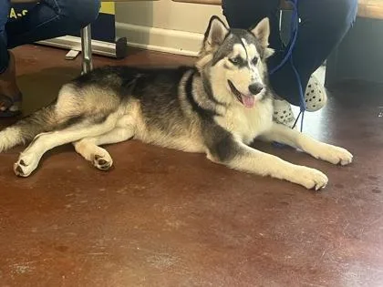 A baby large-sized male Husky dog named Rocket for adoption in New Orleans, LA