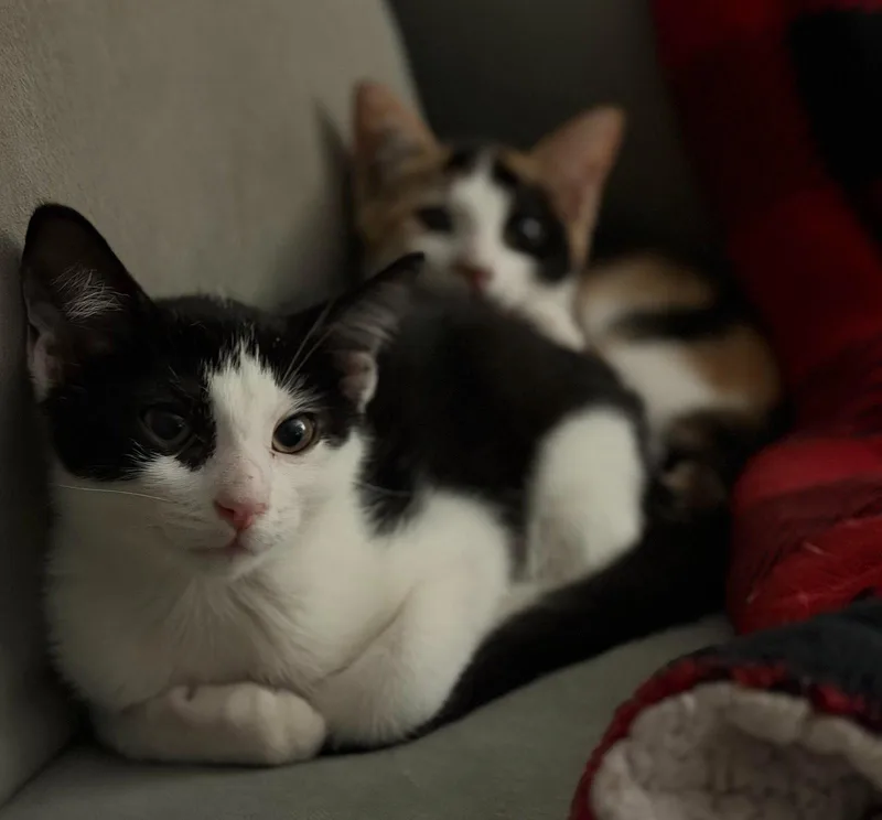A baby medium-sized male Black & White / Tuxedo Domestic Short Hair cat named Cookies and CreamKC for adoption in Greenville, DE