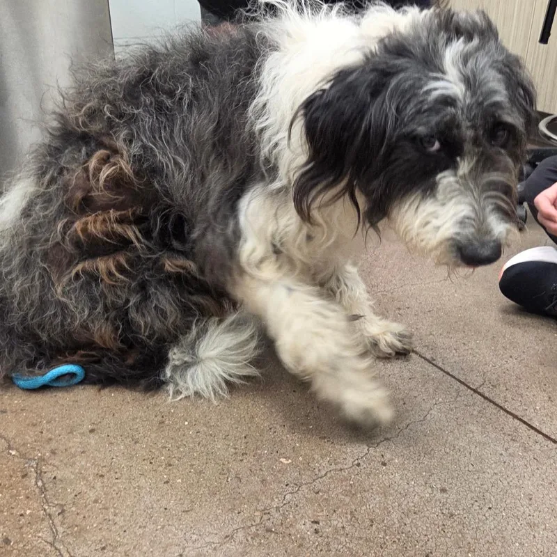 An adult medium-sized female Gray / Blue / Silver Poodle dog named Tammy for adoption in Chattanooga, TN