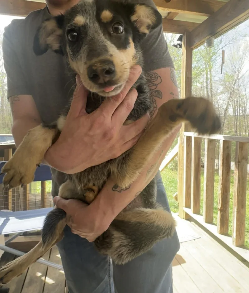 A young medium-sized female Australian Cattle Dog / Blue Heeler dog named Lottie for adoption in Dayton, TN
