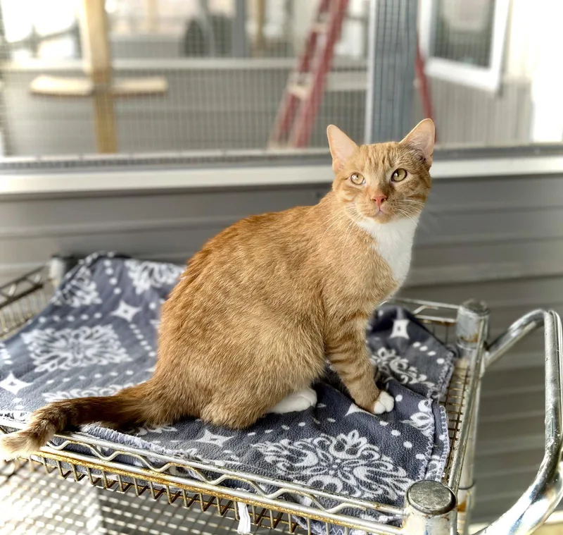 A young medium-sized male Orange / Red Domestic Short Hair cat named Rx for adoption in Estherville, IA