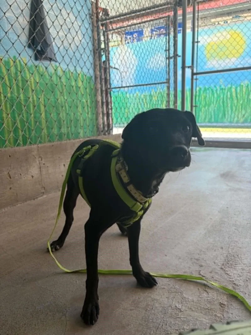 A young small-sized female Black Labrador Retriever dog named Matza for adoption in Phoenix, AZ