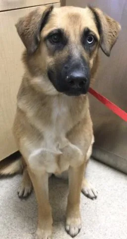 A young small-sized female Australian Shepherd dog named Saddie for adoption in Riverside, CA