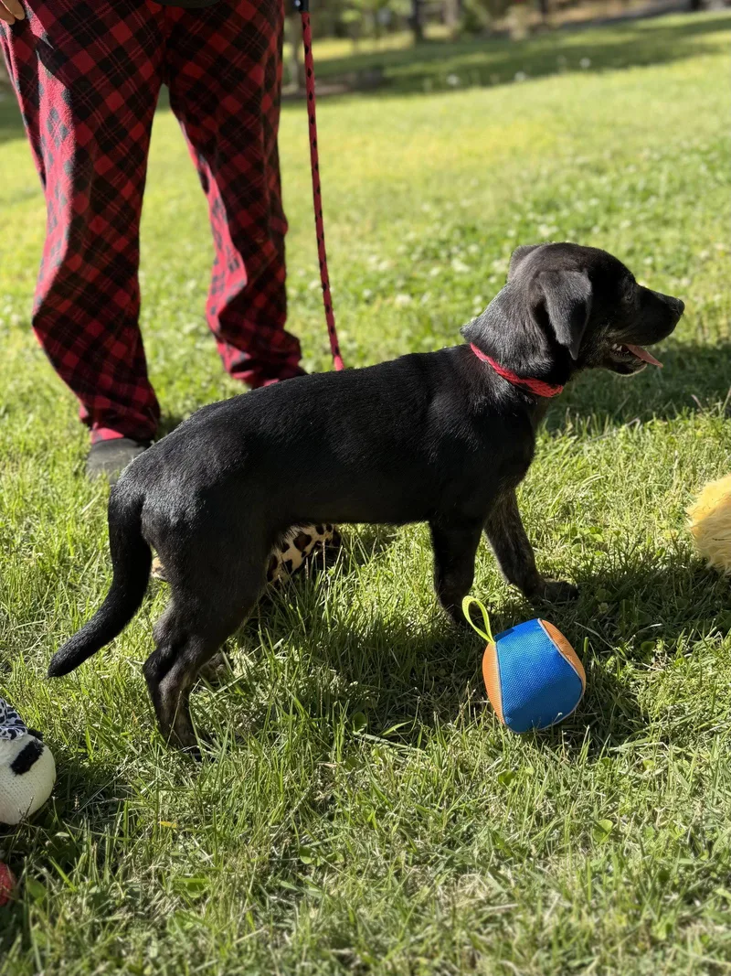 A baby small-sized male Labrador Retriever dog named Trooper for adoption in Locust Fork, AL