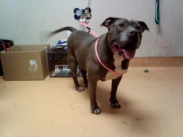 An adult large-sized female Pit Bull Terrier dog named Whiskey for adoption in Martinez, CA