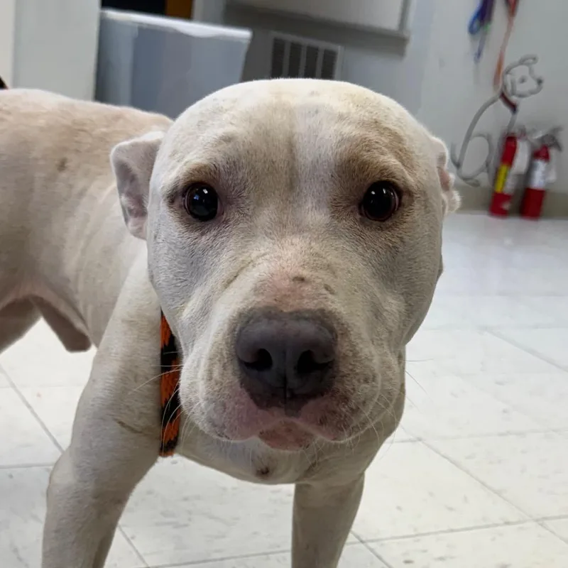 An adult medium-sized male White / Cream Pit Bull Terrier dog named Phill for adoption in Jacksonville, AR