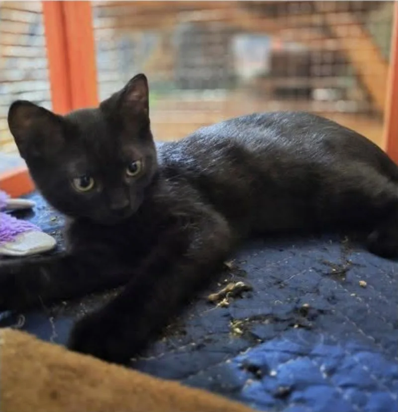 A baby medium-sized male Black Domestic Short Hair cat named Hermes for adoption in Eugene, OR