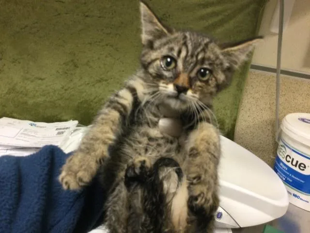 A baby small-sized female Domestic Short Hair cat named Mud for adoption in Riverside, CA