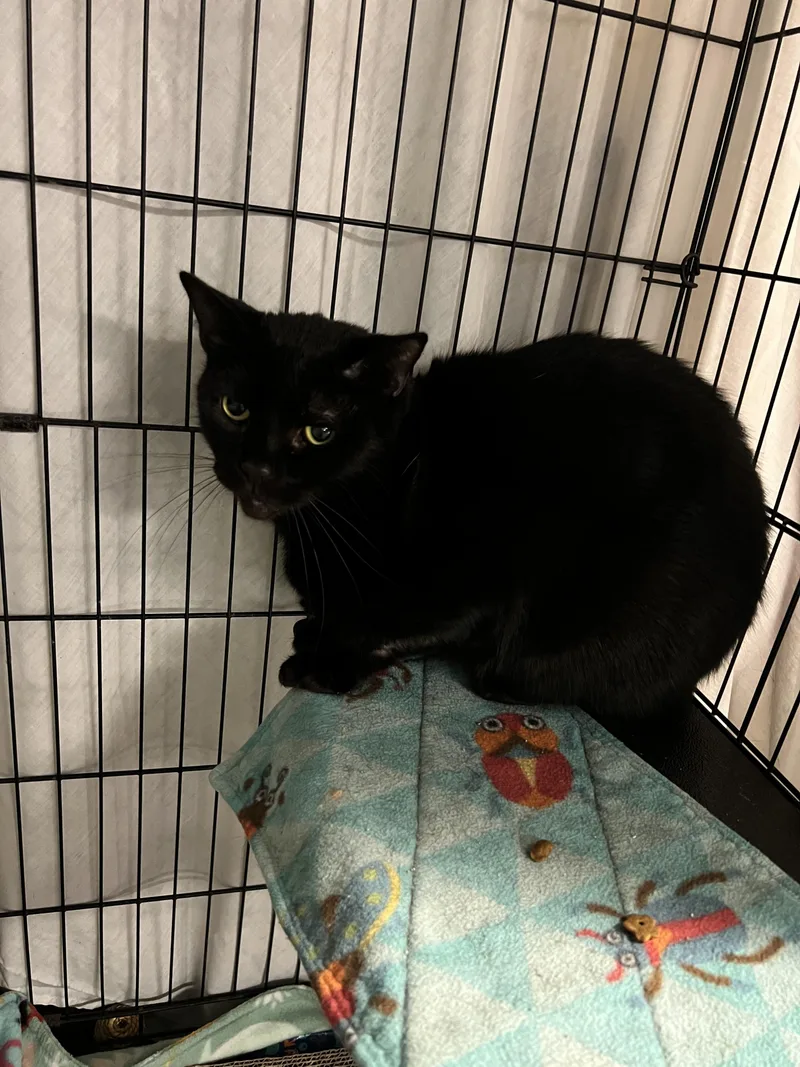 An adult medium-sized male Domestic Short Hair cat named Lucas for adoption in Holland, MI