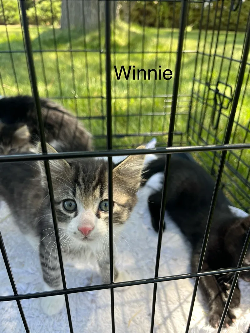 A baby small-sized male Domestic Short Hair cat named Winston for adoption in Heyburn, ID