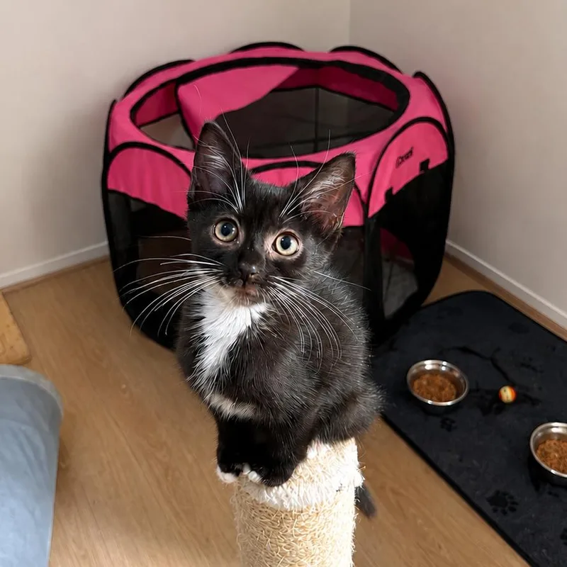 A baby small-sized female Black Domestic Short Hair cat named Jane for adoption in Silver Spring, MD