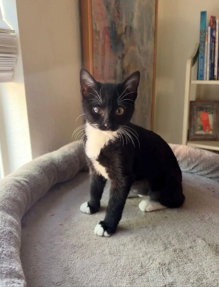 A baby small-sized female Black & White / Tuxedo Domestic Short Hair cat named Ren for adoption in tucson, AZ