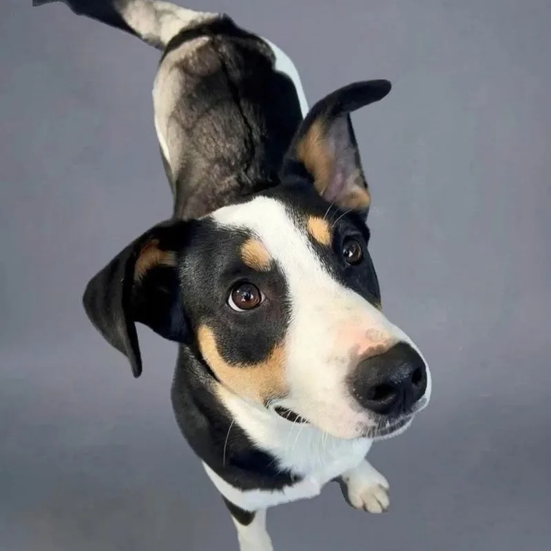 A young medium-sized male Border Collie dog named Appolo for adoption in Walnut Cove, NC