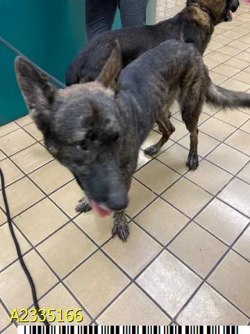 An adult large-sized male Mixed Breed dog named Barcus for adoption in West Palm Beach, FL