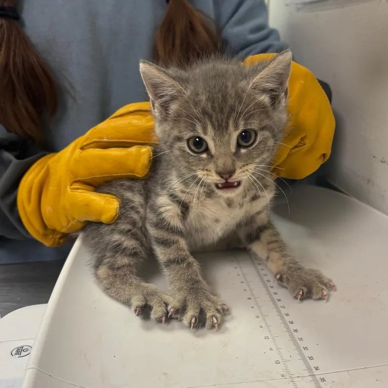 A baby small-sized male Gray / Blue / Silver Domestic Medium Hair cat named Unkind for adoption in Charleston, WV