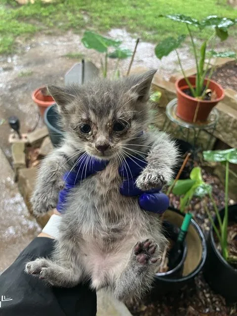 A baby large-sized male Domestic Short Hair cat named Scott for adoption in Dallas, TX