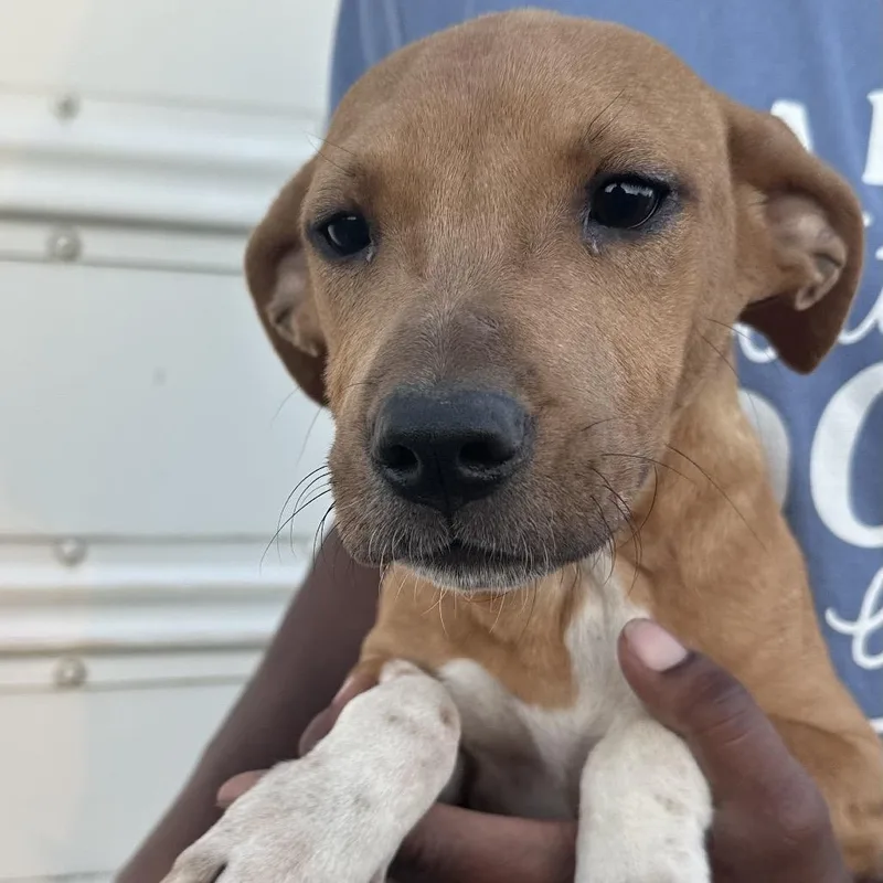 A baby medium-sized female Yellow / Tan / Blond / Fawn Labrador Retriever dog named Lizzie  Local November for adoption in Brookshire, TX