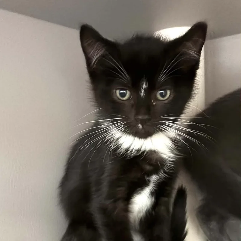 A young medium-sized male Black & White / Tuxedo Domestic Short Hair cat named Pancakes for adoption in Nevada, MO