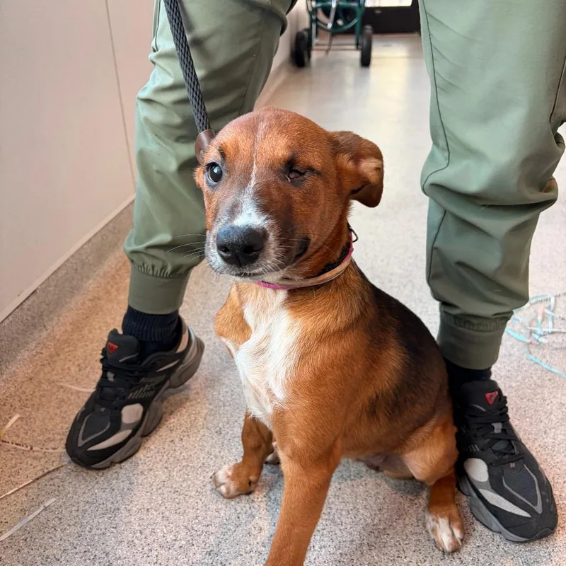 A baby medium-sized female Yellow / Tan / Blond / Fawn Basenji dog named Bambi for adoption in Tampa, FL