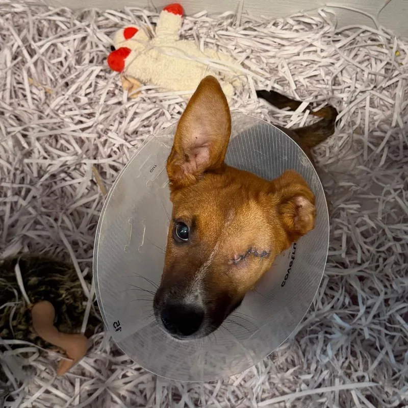 Bambi thumbnail 2