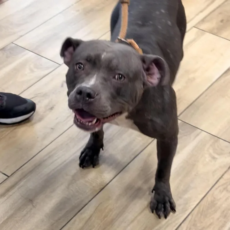 An adult medium-sized female Gray / Blue / Silver Pit Bull Terrier dog named Daisy Dukes for adoption in Newark, NJ