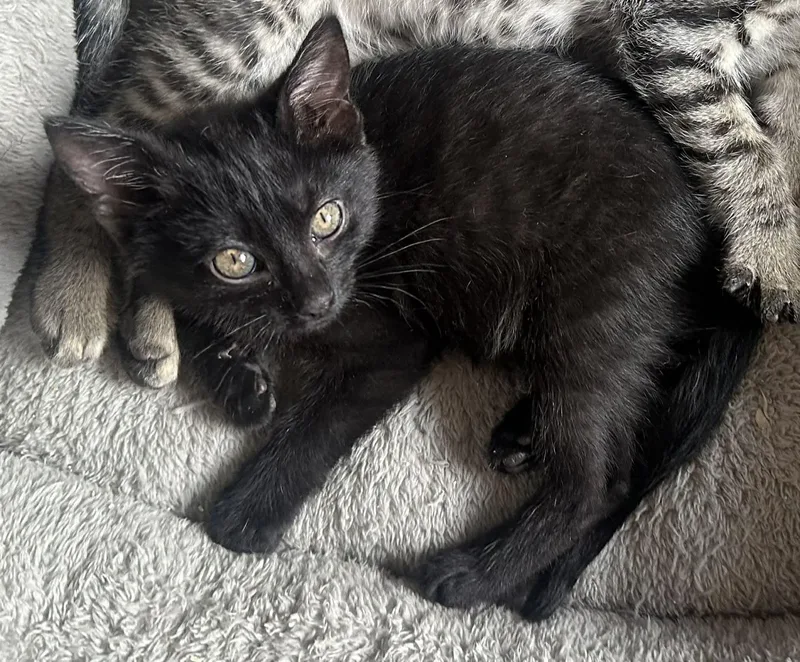 A young medium-sized female Black Domestic Short Hair cat named Pop for adoption in Tehachapi, CA