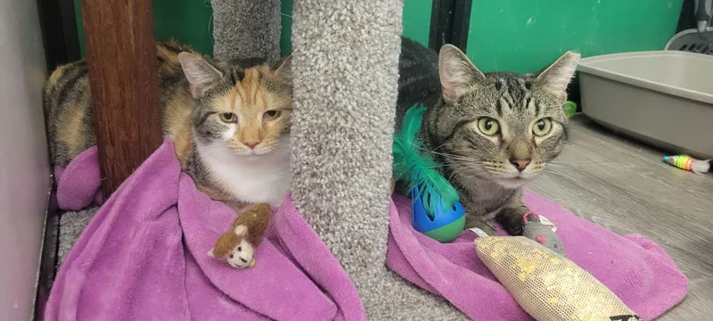 Sydney & Skittles thumbnail 3