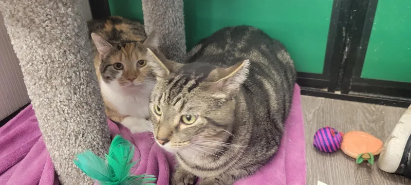 Sydney & Skittles thumbnail 4