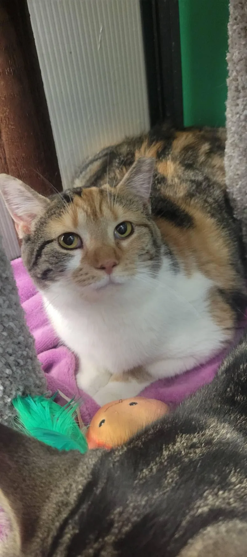 Sydney & Skittles thumbnail 5