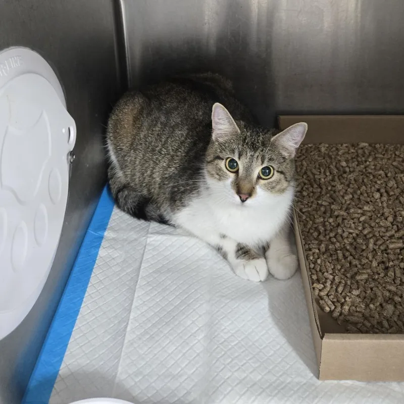 An adult large-sized female Brown / Chocolate Domestic Short Hair cat named Bella for adoption in New York, NY