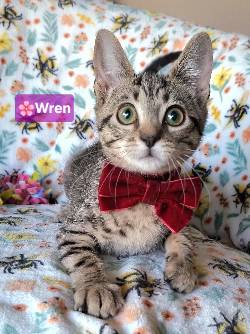 :::wren::: thumbnail 6