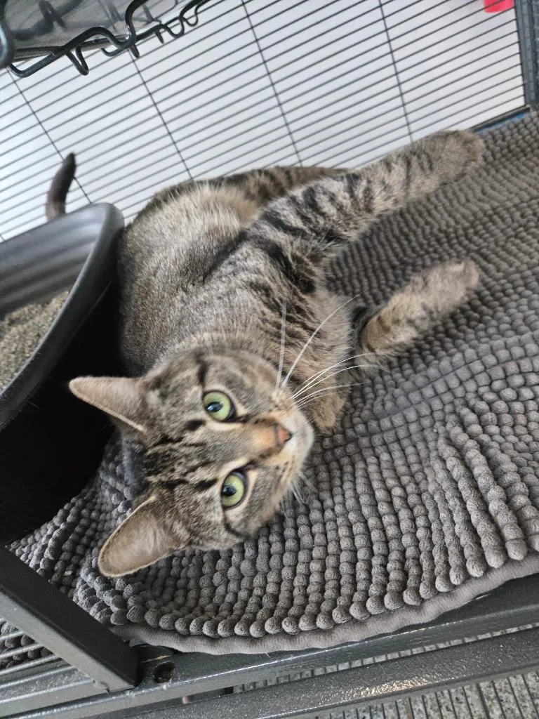 A young small-sized female Domestic Short Hair cat named Blakey for adoption in Angola, IN