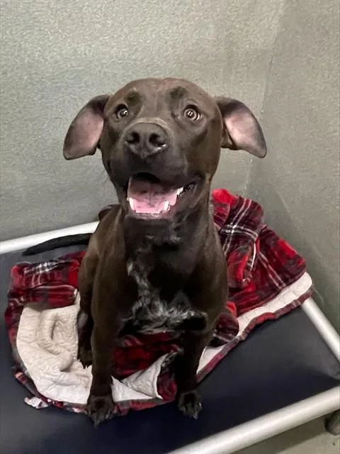 A young large-sized male Staffordshire Bull Terrier dog named Ralo for adoption in Lees Summit, MO