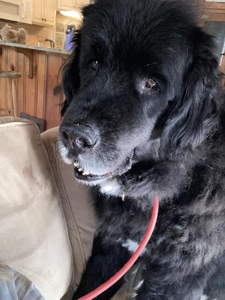 A senior large-sized male Black Newfoundland Dog dog named Banksy for adoption in Gales Ferry, CT