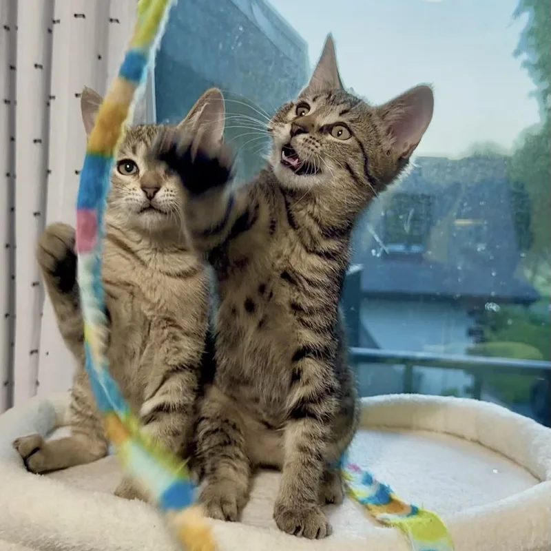 A baby medium-sized female Tabby (Buff / Tan / Fawn) Domestic Short Hair cat named Willow for adoption in Boca Raton, FL